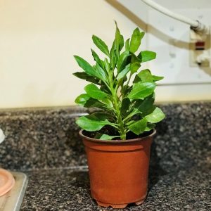White/Yellow African Daisy Mix