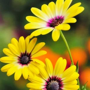 White/Yellow African Daisy Mix