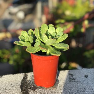 Kiwi Aeonium Succulents