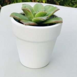 Mini white terracotta 2.5″ inch pot with Aeonium Kiwi