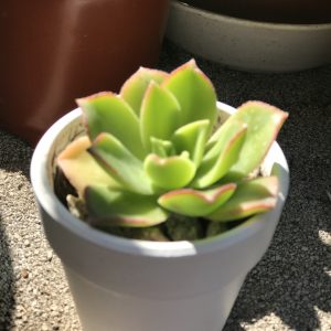 Mini white terracotta 2.5″ inch pot with Aeonium Kiwi