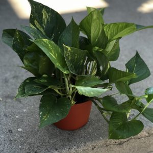 Golden Pothos 12″ inch live plant.