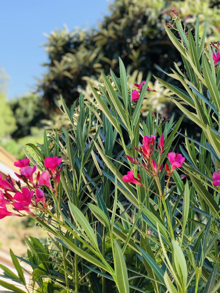 Pink Oleander Tree Xiomix