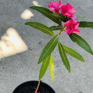 Pink Oleander tree.