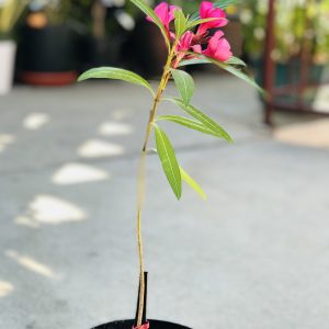Pink Oleander tree.
