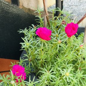 Portulaca Grandiflora (Moss rose) mix pot.
