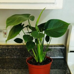 Monstera Deliciosa/ Swiss cheese live plant.