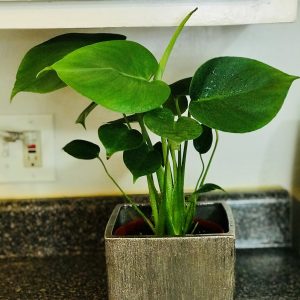 Monstera Deliciosa/ Swiss cheese live plant.