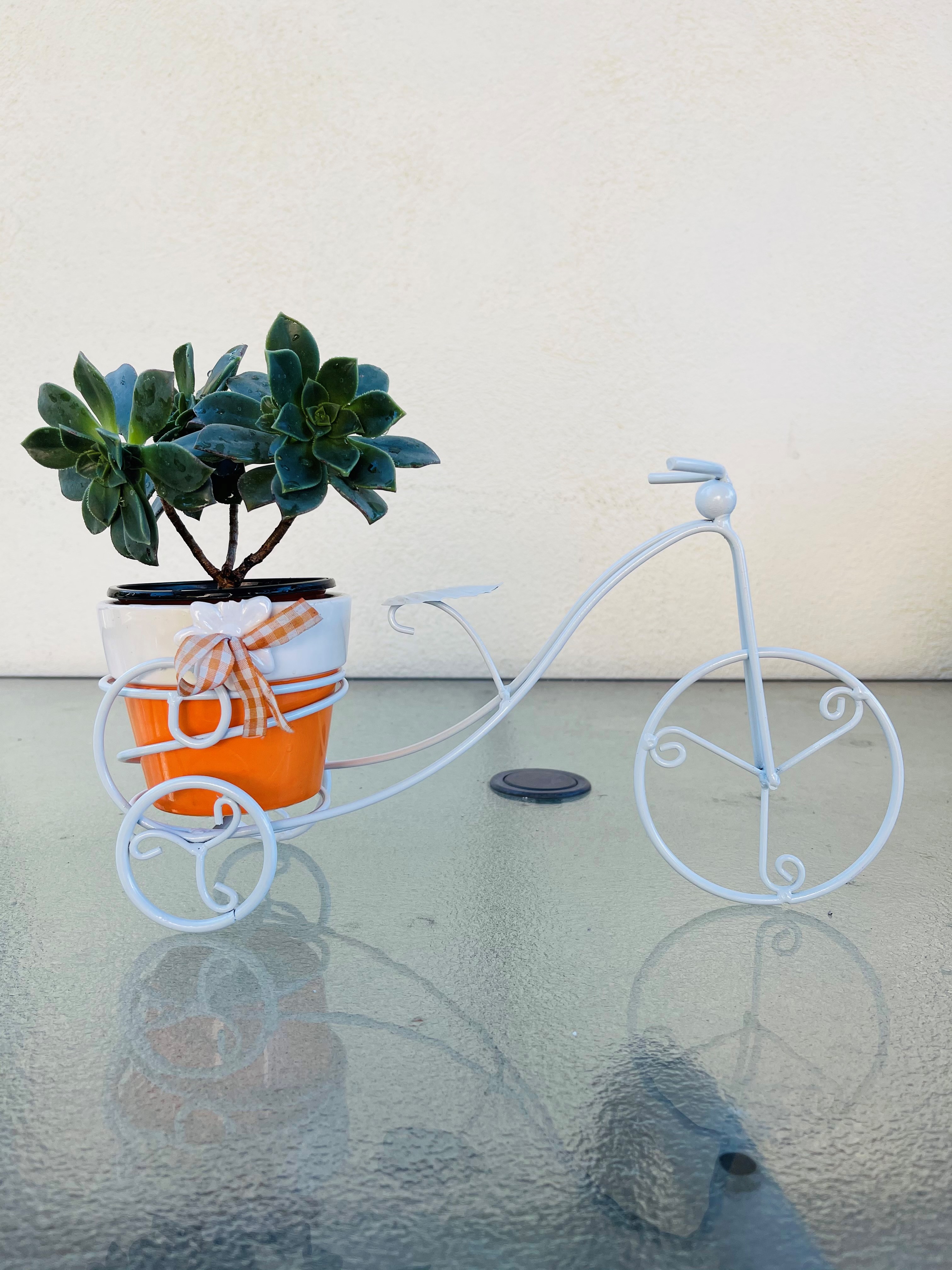 Kiwi Aeonium Succulents