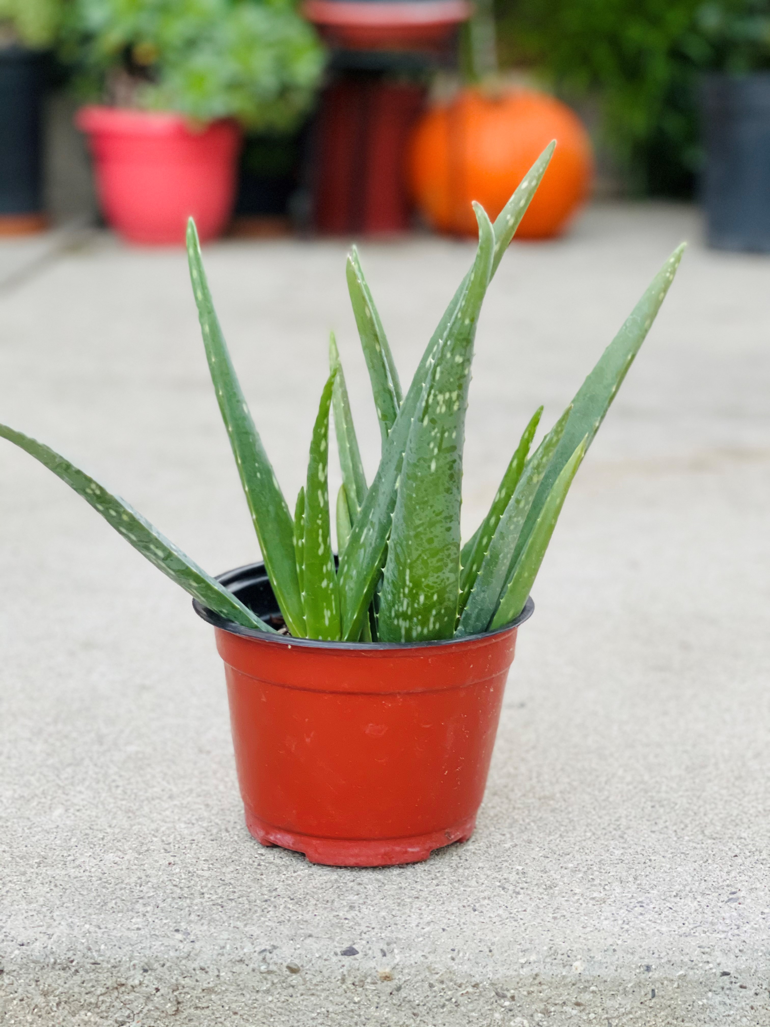 Aloe Vera