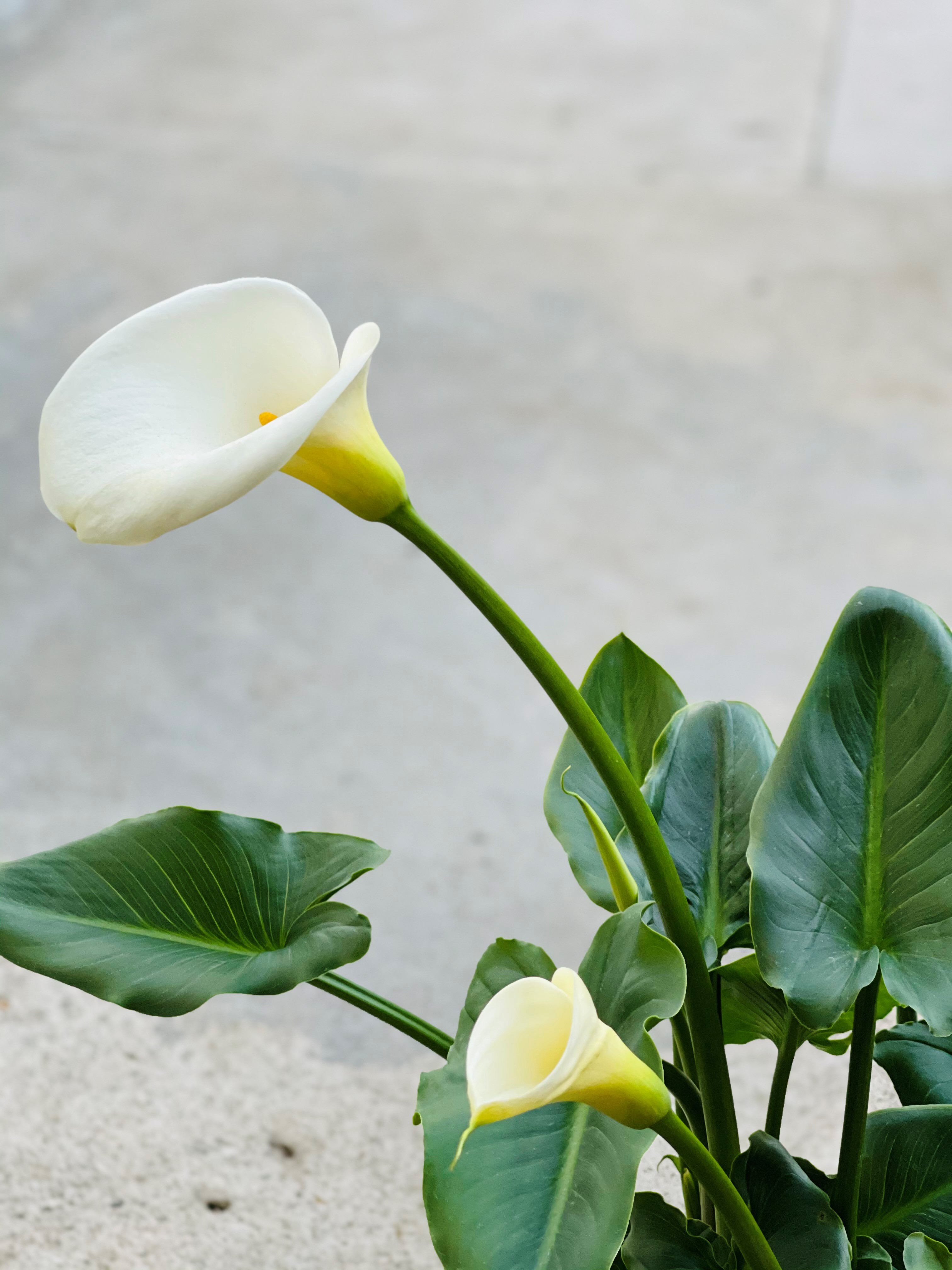 White Calla Lily