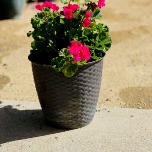 Homegrown Hot Pink Geranium 4″ inch pot.