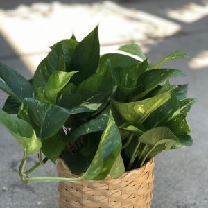Golden Pothos 12″ inch live plant.