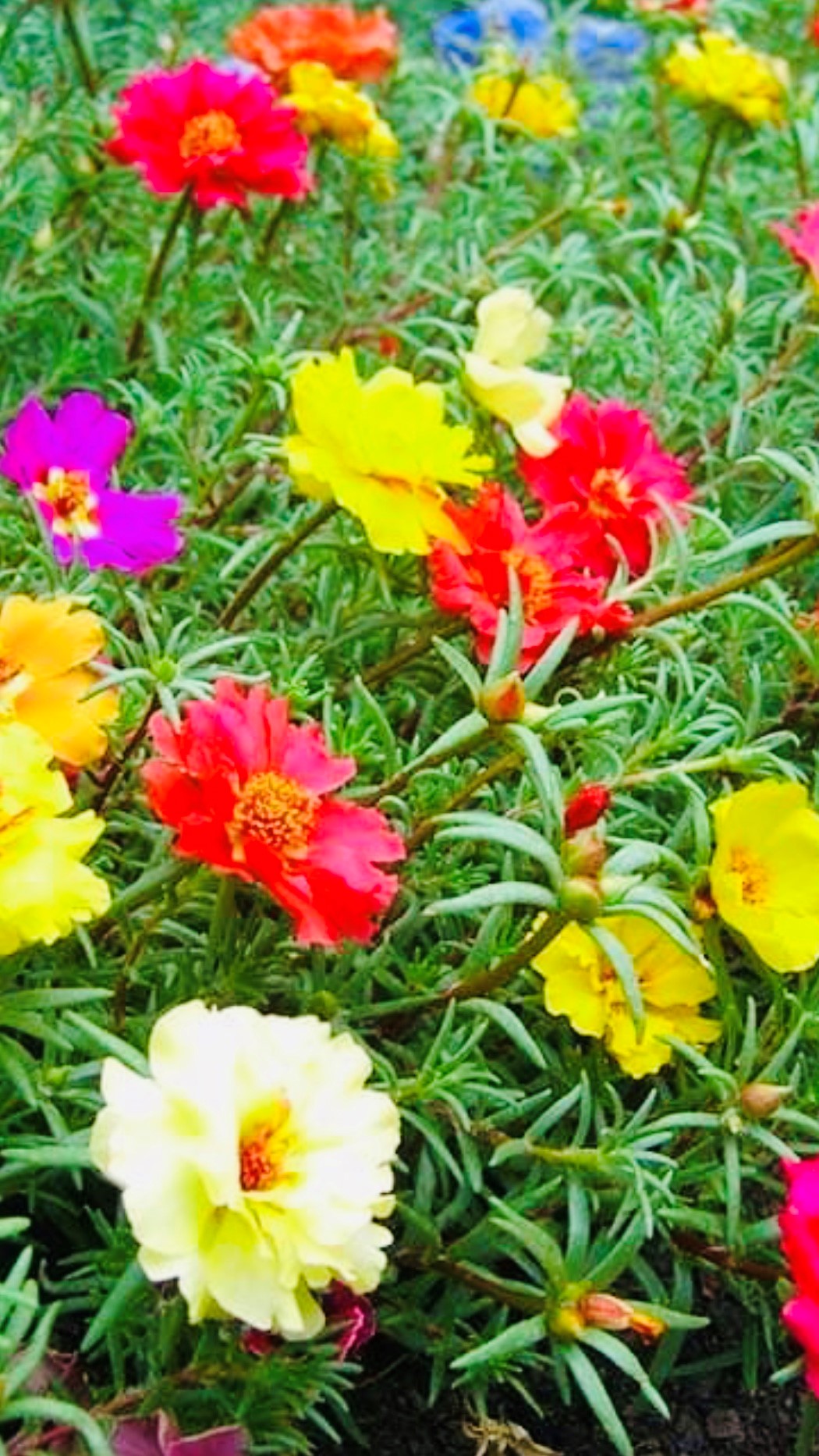 Portulaca Grandiflora (moss Rose) Mix Pot. – Xiomix