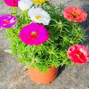 Portulaca Grandiflora (Moss rose) mix pot.